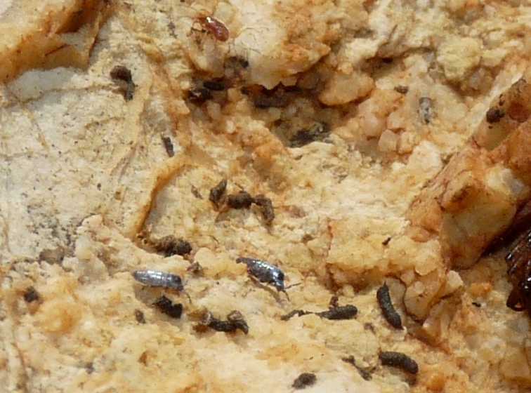 Collemboli argentati?